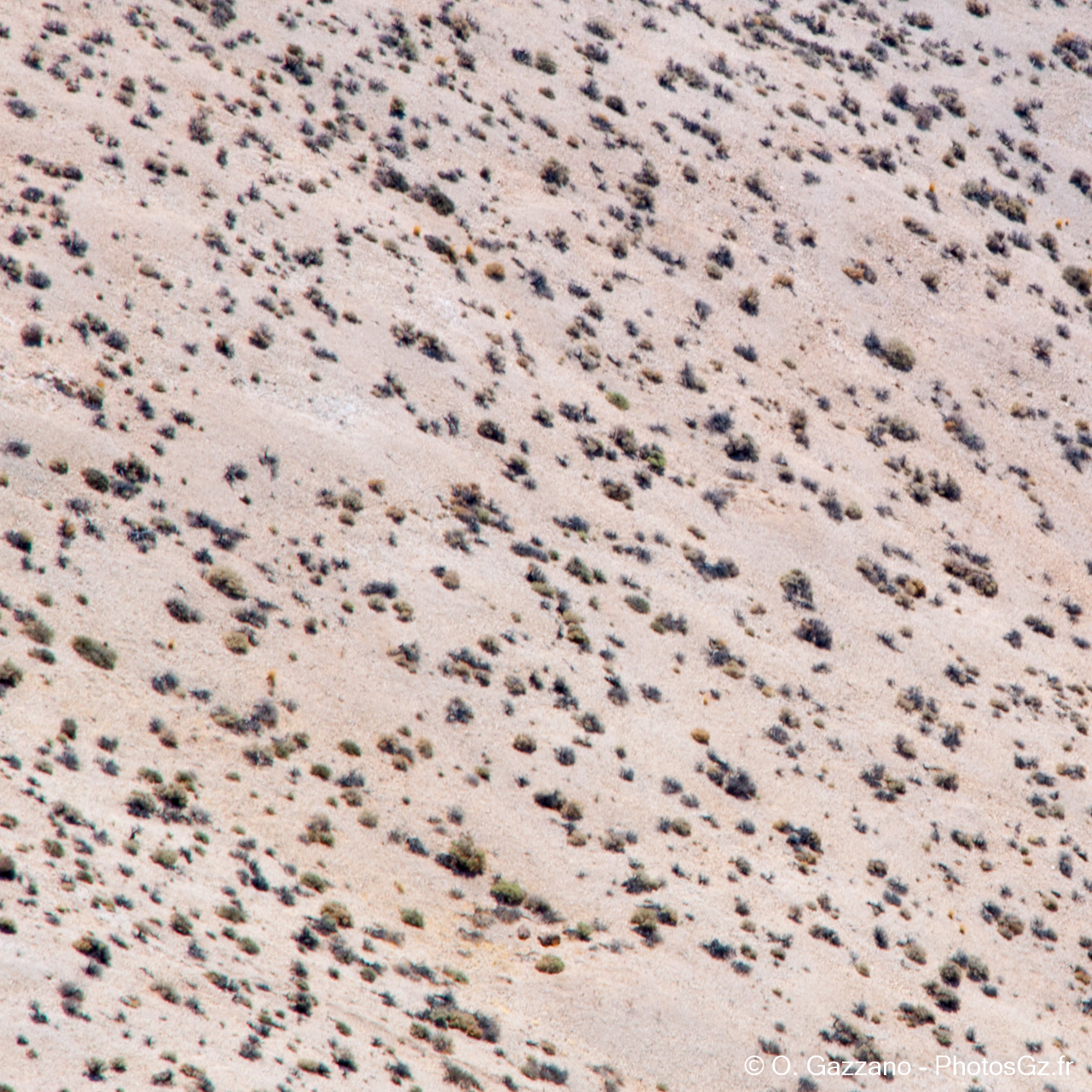 Herbes dans le Desert de la Mort / Californie - Dante